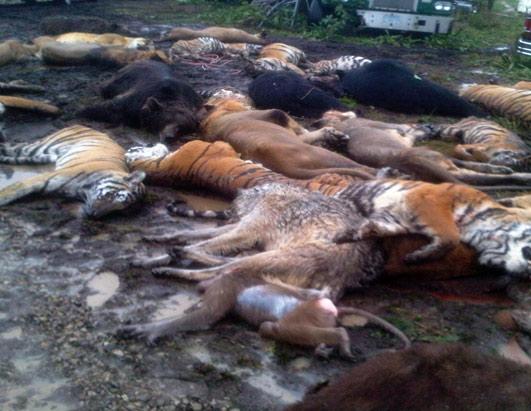 abc_dead_tigers_lions_bears_monkey_nt_111019_ssh.jpg, 42.97 kb, 531 x 411